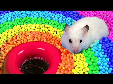 Le hamster s'échappe du labyrinthe de la piscine pour animaux de compagnie dans les histoires de hamster