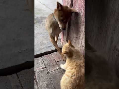 #funny #dogs #pet #dogscats#dogshorts #dog#doglover#doglife