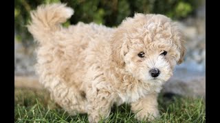 Video preview image #1 Bichpoo Puppy For Sale in BIRD IN HAND, PA, USA