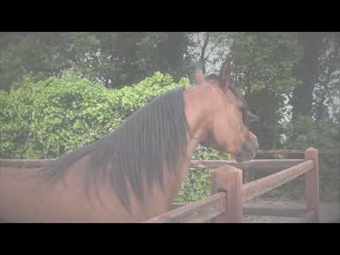 Habibs Nakanza (Kanz Albidayer x Nakuna Kossack by Kunar T)