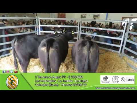 09-08-19 - Venta de Terneras A.Angus PP. - Cabañas Los Murmullos, La Juanita y La Negra - Cañuelas