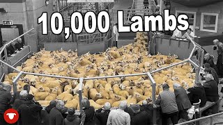 Huge sale of STORE LAMBS... Can we buy some?