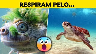 Mistério Aquático Descubra como Tartarugas Respiram sob a Água de Forma Inesperada!