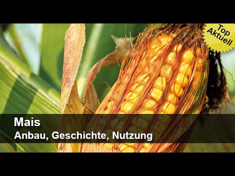 Mais - Anbau, Geschichte, Nutzung | Trailer MedienLB