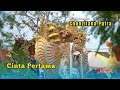 FIRST LOVE Singa PONGDUT CONZILANA PUTRA