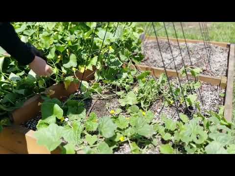 GARDEN TIP: Pruning Cantaloupe