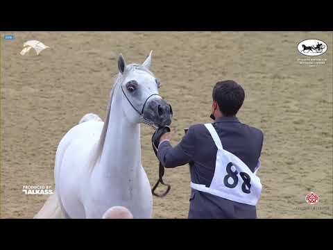 N 88 NASR AL JASSASIYA   6th Qatar Nat  Arabian Peninsula HS for individual Owners   Colts 2 Years O