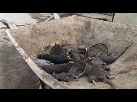 Rattenfänger von Peshawar tötet gefährliche Nager