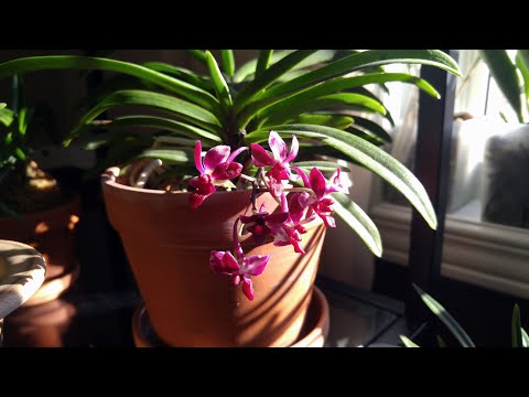 Vanda orchids update January 2022