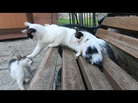 Mother cat doesn't let male cats approach her kitten - YouTube