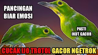 Download lagu CUCAK IJO TROTOL GACOR NGETROK‼️ PANCINGAN CUCAK IJO BIAR EMOSI mp3