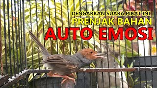 Download lagu Agar birahi prenjak naik coba di pancing suara Prenjak tamu lokal GACOR ini untuh latih EMOSI Tarung mp3