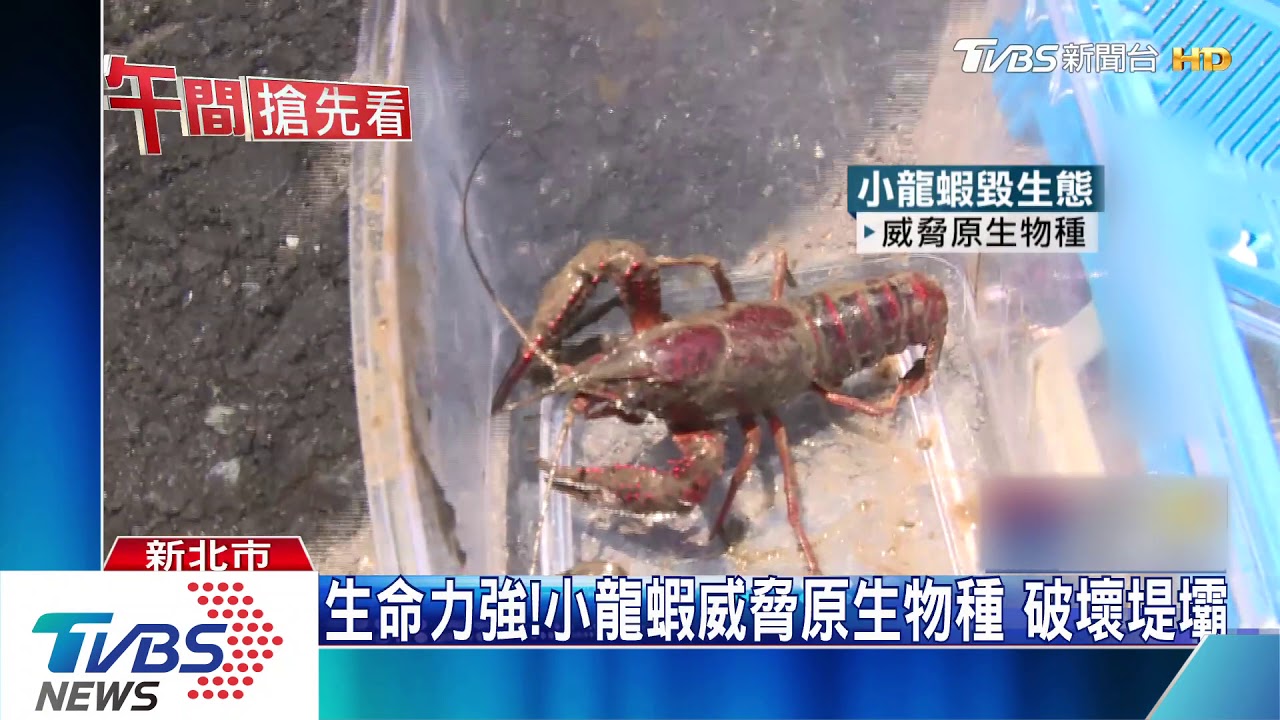 怎麼在這！　龜吼漁港旁水溝驚見「小龍蝦」