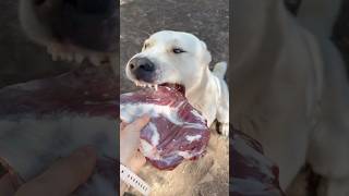 Alabai Atila , mornjbg breakfast! Central Asian Shepherd dogs .