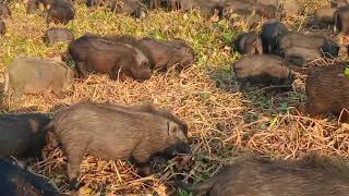 The Amazing World of Pigs: Discover Their Extraordinary Abilities! pig grazing