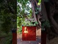 Trees Are Your Friends & Allies "Trees Breathe"