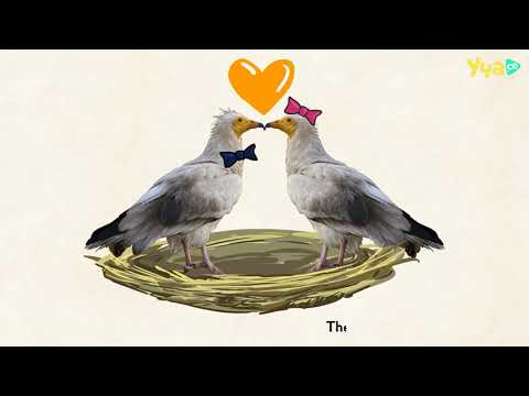 Why the Egyptian vultures are so special? -  Educational video for children