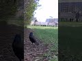 Grackle poop