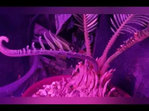 06/16/21 Indoor Gardening on a Budget - quick look