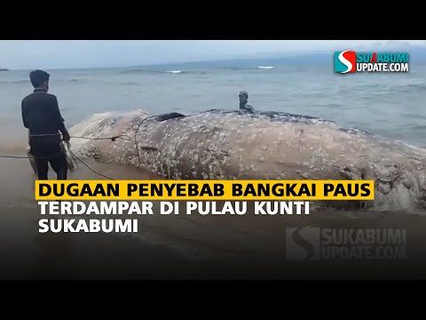 Dugaan Penyebab Bangkai Paus Terdampar di Pulau Kunti Sukabumi