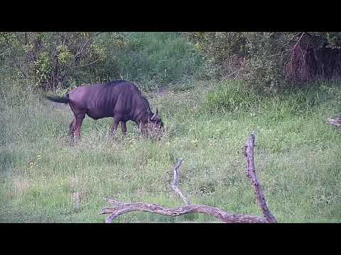 Djuma: Wildebeest bull and Impalas - 18:00 - 12/21/21