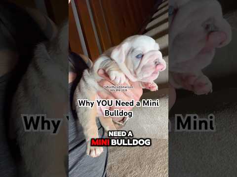 American Tactical Bulldog Shotgun- Range Review