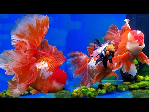 Watch Video on YouTube