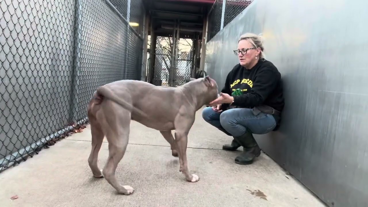 Enlarge Gibson, a ADOPTABLE Pit Bull Terrier in Chicago, IL video 5/5