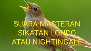 Download lagu Semua Burung Kicau wajib punya masteran super ampuh ini,,sikatan Londo gacor mp3