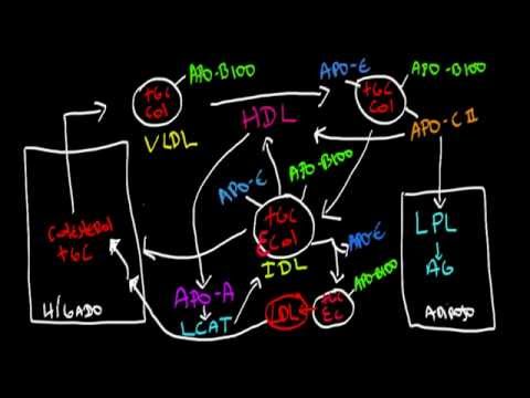 Metabolismo de las Lipoproteinas