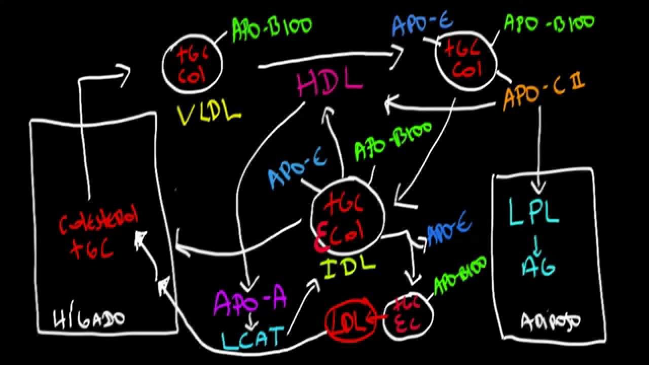 Metabolismo de las Lipoproteinas