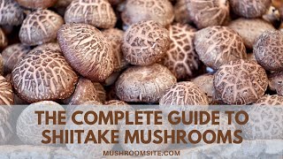 All About Shiitake Mushrooms -- Everything You Need to Know