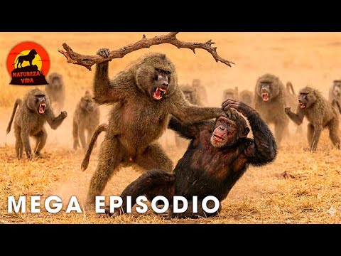 🔴PRIMATAS VS. PREDADORES | A Batalha Brutal pela Sobrevivência no Quênia  #animaisselvagens