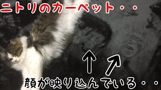 ニトリのカーペットに顔がうつりこみました。