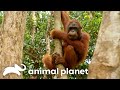 Chen Chen S Wildest Moments From Season 2 Orangutan Island Animal Planet