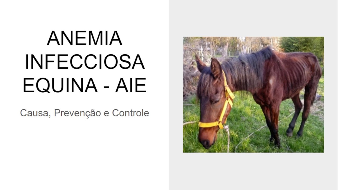 ANEMIA INFECCIOSA EQUINA / MORMO