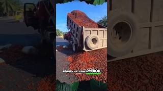 Download lagu Fresh Loose Palm Fruit is Liked by Factories #shorts #fruit #palm #factories mp3 Download lagu Fresh Loose Palm Fruit is Liked by Factories #shorts #fruit #palm #factories mp3