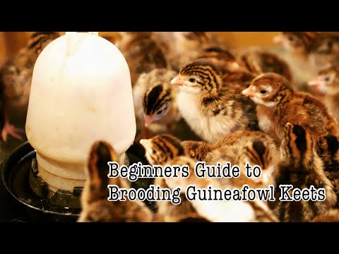 , title : 'Poultry Farming | Beginners Guide to Brooding Guineafowl Keets | Raising Guineafowl'