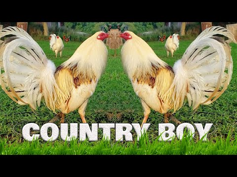 Beautiful Birds Country Boy Farm Hawaii - Farm Visit