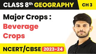 Major Crops : Beverage Crops - Agriculture | Class 8 Geography | 2023-24