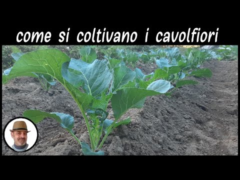 , title : 'COLTIVAZIONE DEL CAVOLFIORE trucchi e segreti'