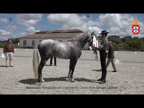 220424 8 Nirvana - Aprovação de Garanhões