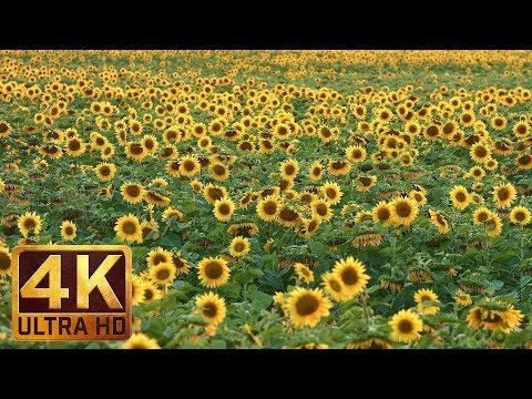 Yellow Sunflowers in 4K UHD Relax Video - 1 Hour Nature Sounds