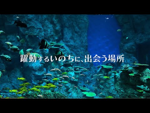 足摺海洋館SATOUMI.2023新PV