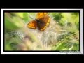 Белый пух Виктор Королев/The white fluff Viktor Korolev 