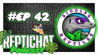 ReptiChat #Ep 42 - From Racks to Riches with Riddler Reptiles!