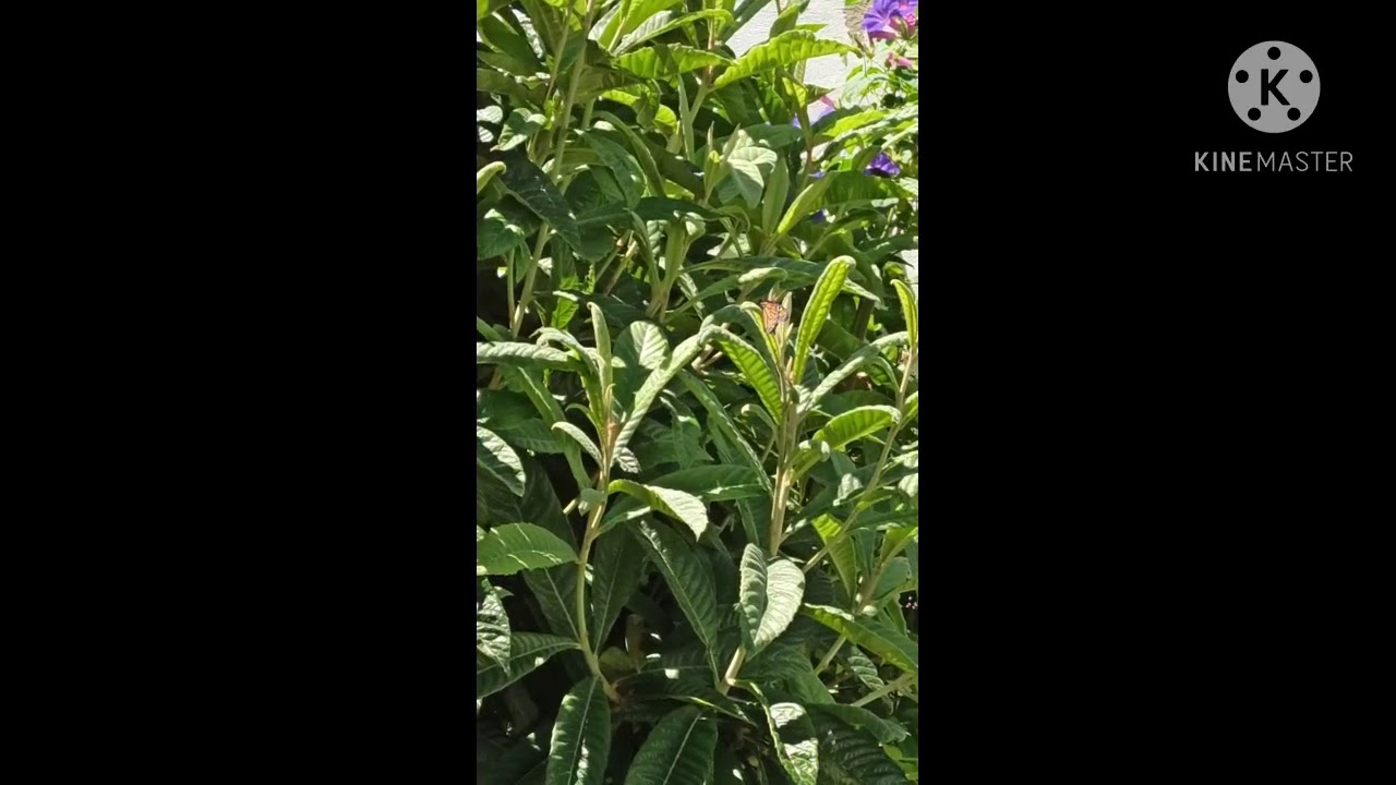 adivinanza mariposa