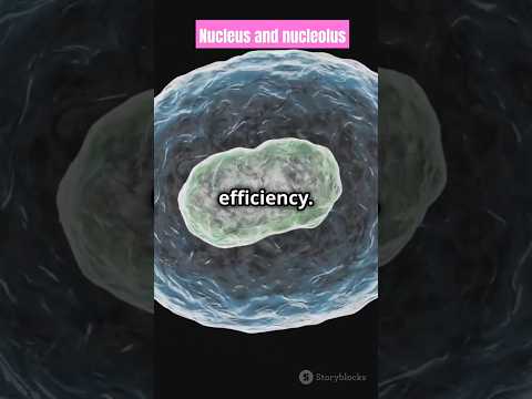 Nucleus and Nucleolus: importance and key differences explained within 24 seconds #shorts #facts