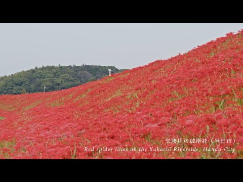 矢勝川の彼岸花（ごんの秋まつり）Gon's Autumn Festival