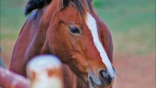 Susanna Hoffs - "Regret"